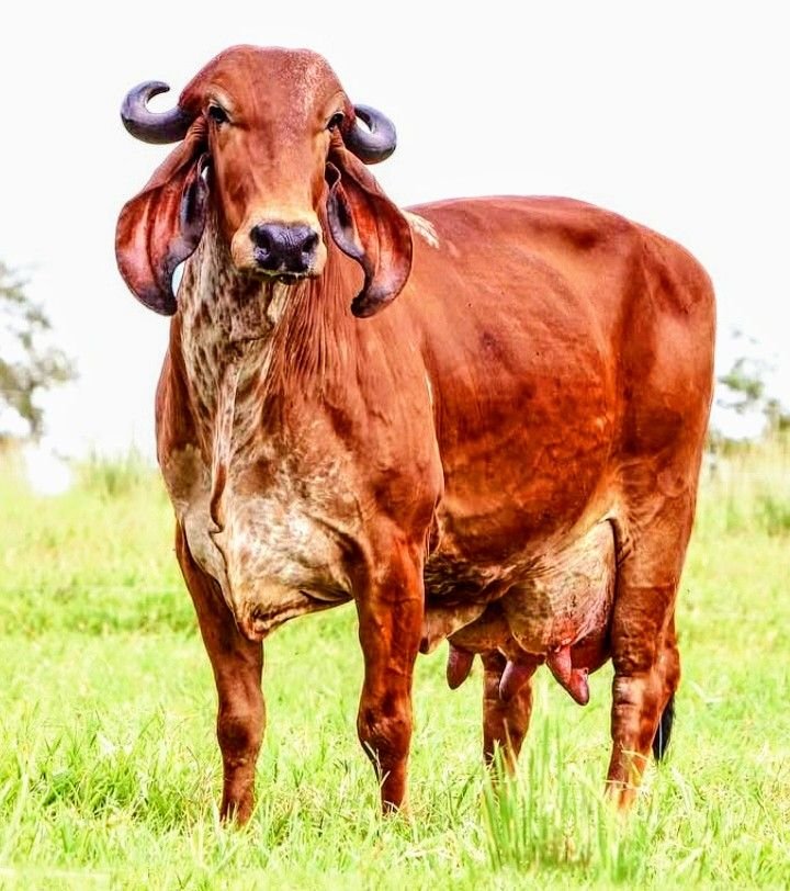 Gir Cow